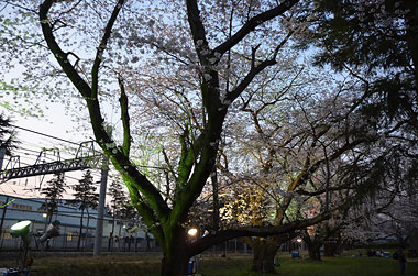 元山駅～くぬぎ山駅間の桜並木ライトアップ