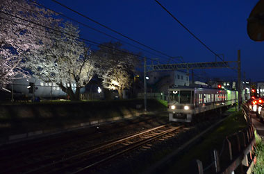 元山駅～くぬぎ山駅間の桜並木ライトアップ