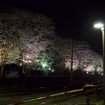 元山駅～くぬぎ山駅間の桜並木をライトアップ☆